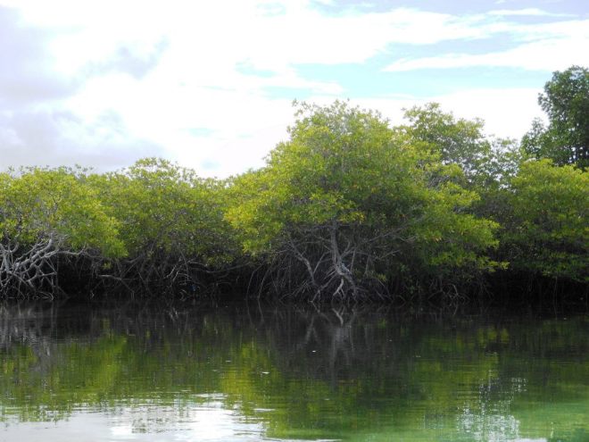 Mangroves ahead